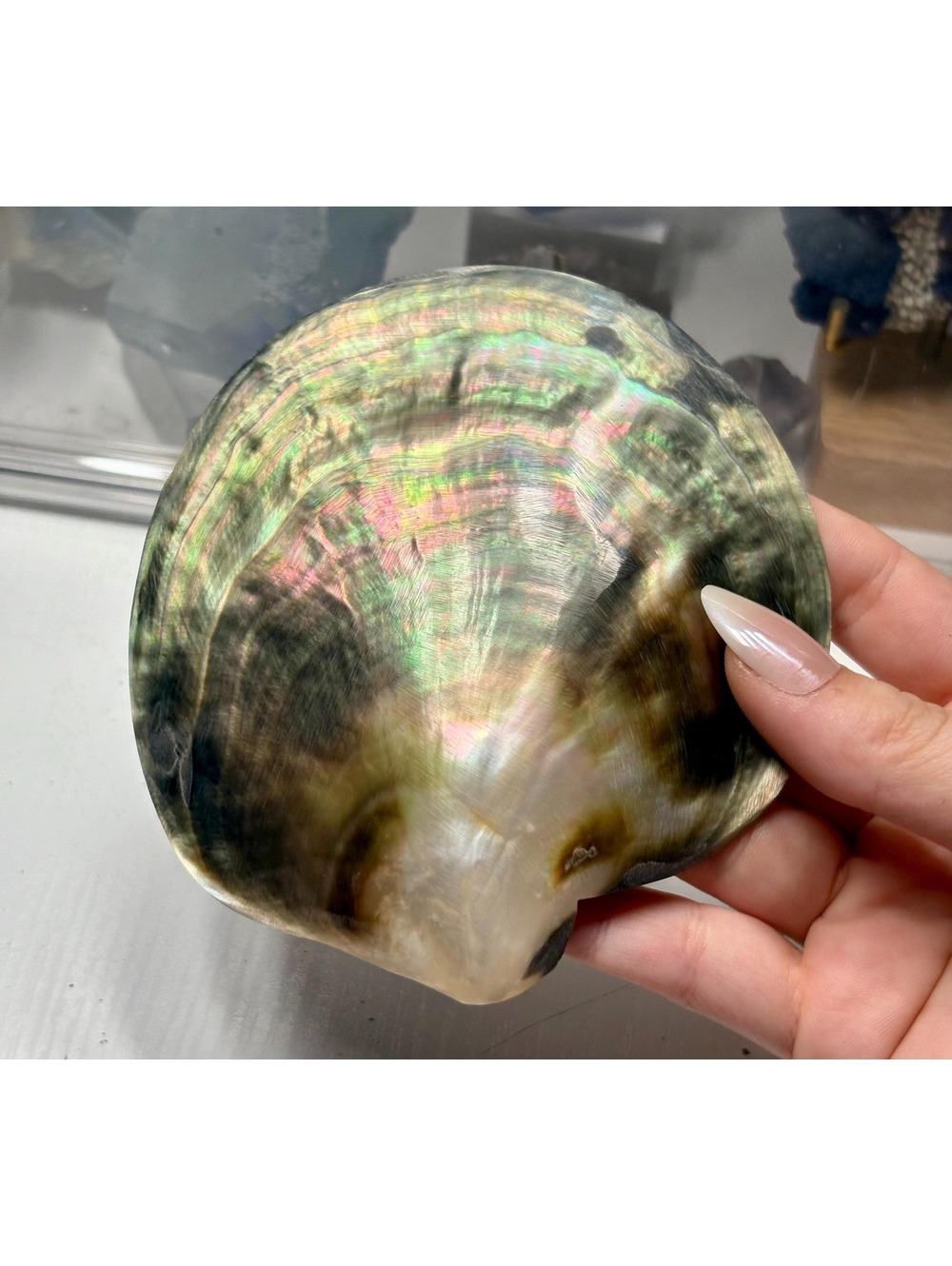 XL Black Lip Pearl Oyster Shell | Natural Iridescent Rainbow Seashell |